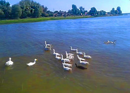 Как-то утром на рассвете гуси плыли к берегу / Село Икряное, Астраханская область.