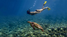 Встреча с черепашкой / Мальдивы, подводные съемки