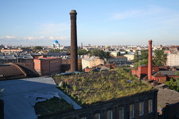 Травы-муравы / Высотный лужок в Санкт-Петербурге.
