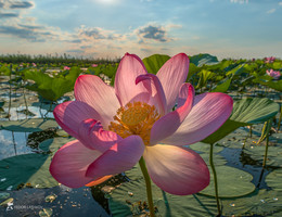 Лотос орехоносный / Лотос орехоносный (лат. Nelumbo nucifera) — вид многолетних травянистых земноводных растений из рода Лотос (Nelumbo) монотипного семейства Лотосовые (Nelumbonaceae). В России лотос орехоносный занесен в Красную книгу, в категорию редких видов.
Лотос орехоносный — многолетнее водное растение с узловатым корневищем, относящееся к тропическим реликтовым видам. Листья у лотоса плавающие, на длинных шиповатых черенках, имеет форму щита с впадиной посередине и покрытым восковым налётом, диаметр достигает 50-70 см. Цветки меняют окраску от ярко-розовой в начале цветения до почти белой перед опадением лепестков, распускаются всего на пару дней. Цветки лотоса крупные, 25—30 см в диаметре, и высоко поднимаются над водой на прямой цветоножке. Они обладают слабым, но очень приятным ароматом.
Низовья дельты Волги. Астраханский государственный биосферный заповедник, Дамчикский участок. 11 августа, 2018 год.