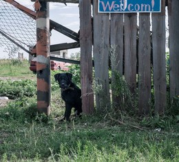 Wellcom! / Грустный пес у входа на турбазу (так громко называется пара-тройка приспособленных для ночевки сараев)