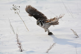 Охотник. / Снимок сделан в феврале 2017 года в Донгузловском заказнике Челябинской области. На снимке ястребиная сова на охоте.