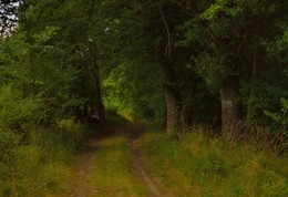 Тропинка в сказку .... / Зарисовка лесного пейзажа .