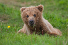 ЛЮБОПЫТНЫЙ / медвежата в дикой природе