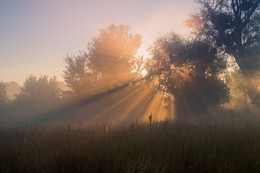 Лучи света / Яркое летнее утро с туманом и лучами солнца!