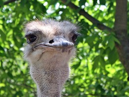 Задумчивая эму / Крым, Белогорск, Тайган парк