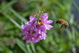 Пиршество / Одна из серии фотосессии пчелы и цветка