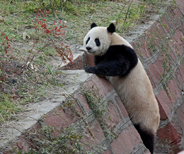 Еще один грустный мишка / Центр разведения панд, Чэнду, провинция Сычуань, Китай