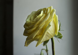 Тонкая грань / Желтая роза