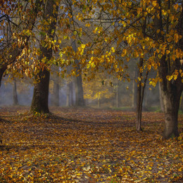 Осенний парк / Красное село. Осень