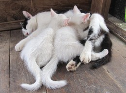 Муркины хвостики / Деревенская кошка Мурка с приемными детьми