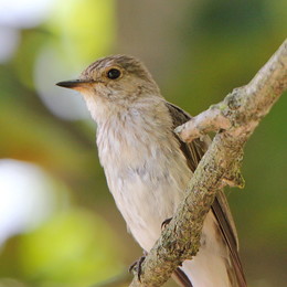 МУХОЛОВКА СЕРАЯ (Muscicapa striata) Валасянiца шэрая (раней - Мухалоўка шэрая) / Размером с воробья, с относительно коротким и тонким клювом. Издали птица кажется однообразно серой. Однако верхняя часть ее тела буровато-серая, нижняя светлая со слабо заметным буроватым налетом по бокам. Горло и подхвостье еще более светлые. На груди слабо заметны темные продольные пестрины, постепенно уменьшающиеся на брюшке. Перья на крыльях темно-серые со светлыми каемками. У основания клюва хорошо развиты щетинковидные перья. Клюв и ноги темно-серые. Самки и самцы окрашены одинаково. Молодые птицы отличаются наличием охристо-белых пестрин на верхней стороне тела. Вес самца 12-20,5 г, самки 10-17,5 г. Длина тела (оба пола) 13,5-15 см, размах крыльев 23-25 см. Длина крыла самцов 8,5-9 см, хвоста 6-6,5 см, цевки 1,5-2 см, клюва 1-1,3 см. Длина крыла самок 8-9 см, хвоста 5,5-7 см, цевки 1,5 см, клюва 0,9-1,2 см.