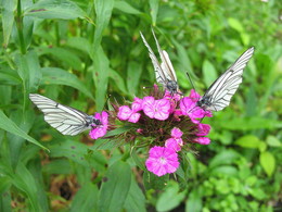 Три бабочки / и гвоздика.