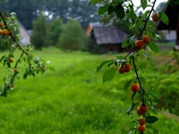 Август / Деревенский пейзаж
