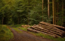 По лесным дорогам / Лесной пейзаж . Зарисовка .Из серии " Когда валят лес"