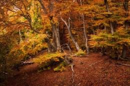 Осенний лес / Крым, буковый лес на склонах южной Демерджи.