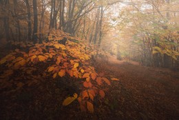 Осенние туманы / Крым, буковый лес на склонах горы Демерджи