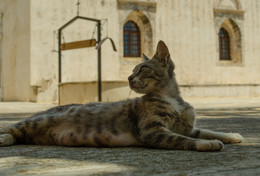 кошка при монастыре / Крит. Монастырь