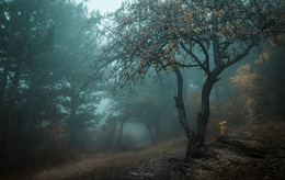 Осень на Демерджи / Фото снято в конце октября прошлого года в буковом лесу Демерджи, ЮБК. Утро было очень холодным (днем пошел снег) и лес был окутан сизым туманом. Захотелось передать атмосферу загадочного, туманного леса. Получилось ли ? Не знаю. По поводу цвета тумана - он был сизе-синий, но т.к. это фото висит распечатанным в нескольких интерьерах, то мой цветокорр (я его подзеленил, т.к. зеленый мне элементарно приятнее глазу) не считаю ошибочным. Это не документальное фото, а лишь мое восприятие момента в лесу