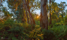 Эвкалиптовые джунгли / Редкое место в Абхазии - дикий лес из эвкалиптов с папоротниками. 
Июнь, 2018 года. 
Приглашаю в осеннее путешествие «Сказочная Абхазия»! Подробности здесь: https://www.facebook.com/groups/1755505914709044/(фейсбук) и https://vk.com/topic-69994899_38364547 (контакт).