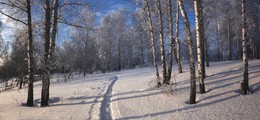 В зимнем лесу. / ***