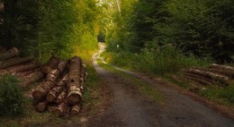 Дорога в сказку / Зарисовка . Из серии &quot; Когда валят лес&quot;