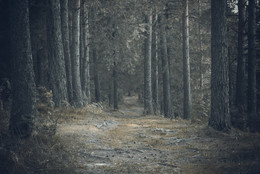 Лес / лес