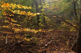 Лесными тропинками / --------