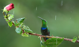 Green-throated Carib / Официального перевода на русский не нашел
Самый родственный польский- Antylak szmaragdowy дает интерестный перевод Изумрудная Антила
 (под Антилой вероятно подразумеваются Антильские острова), что пожалуй лучше всего отражает вид этого колибри.
Из особенностей этой птицы стоит отметить , что Green-throated carib способен летать вверх ногами ))