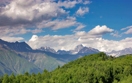 Горные березки / Грузия. Местия