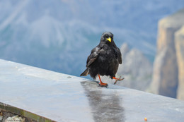 Шагая по краю / Альпийская галка (лат. Pyrrhocorax graculus) — птица семейства врановых. Населяет альпийские луга и обнажённые скалы в горных районах Евразии и Северной Африки на высоте от 1260 до 5000 м над уровнем моря. Встреча стаи этих птиц недалеко от вершины Эвереста подтверждает тезис, что это самый высокогорный позвоночный организм в мире.