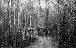 темный лес / Свердловская область, зима 2018 года от Р. Х.