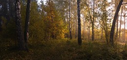Утро в осеннем лесу. / ***