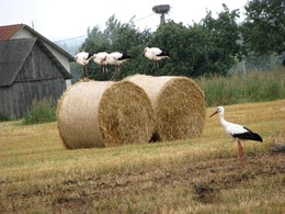 Не Париж / Деревенские пейзажи.