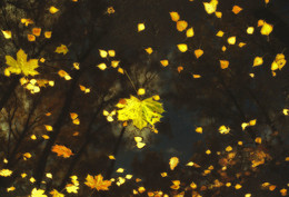 Осенний блюз звучит в тиши, ты не молчи, ты напиши... / осень,отражение,лужа