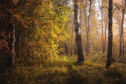 Осенний лес. / ***