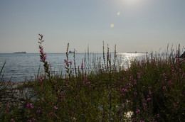 море / цветочная поляна у ручья на берегу моря