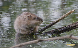 Сентябрь на болоте / Ондатра. Россия. Тульская область. Ленинский район. Архангельское.