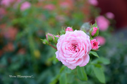 Роза Таганрога / каждый раз когда бываю в командировке в Таганроге, с удовольствием прогуливаюсь по жилому сектору, почти у каждого дома огромные кусты разнообразных красивых роз.