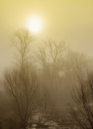 Туман утром / Осенний лес и парки Литвы