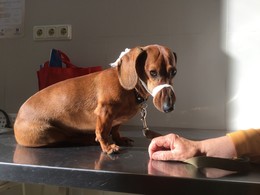 Перед операцией. / Собачка с пожилой хозяйкой на приеме у врача в ветклинике.