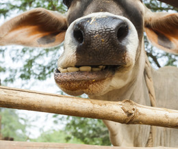cow in farm / корова за забором жуёт траву