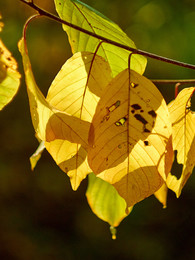 Осенние мотивы / Осень в лесу