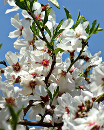 Весна / Цветущий миндаль