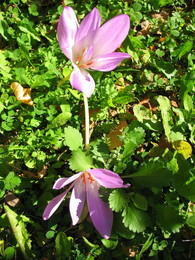 Безвременники / осенние цветы.