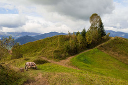 Закарпатье / °°°