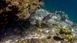 У любимого камня / Мальдивы, риф, белоперая рифовая акула.