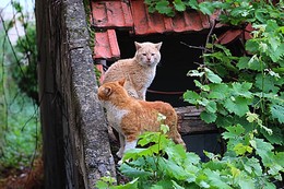 Перед дракой. / Коты выясняют отношения.