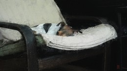 короткий сон / Сразу оговорюсь, что не претендую ни на глубокую мысль, ни на высокую фотохудожественную ценность данной работы, дабы не вызвать гнев членов и членовщиц Высшего фотоискусствоведческого совета ФЦ, которые могут опять потребовать объяснений и раскаяний в том, почему фото моей собаки опубликовано на ФЦ, а не на сайте для собаководов, как это уже было ранее.