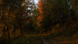 Лучи осени / осень, октябрь, желтые листья, лучи солнца